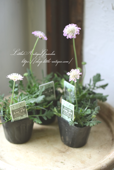 スカビオサ ピンクグリーン Littleantiquegarden リトルアンティークガーデン スカビオサ ピンクグリーン Littleantiquegarden リトルアンティークガーデン