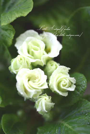 薔薇咲きジュリアン Littleantiquegarden リトルアンティークガーデン