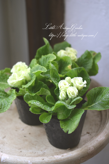 薔薇咲きジュリアン Littleantiquegarden リトルアンティークガーデン