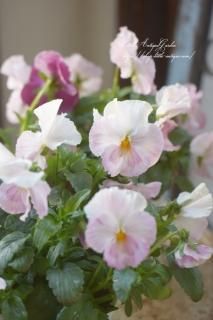 ѥ󥸡֤⤳סǯ͵ѥ󥸡♡<img class='new_mark_img2' src='https://img.shop-pro.jp/img/new/icons16.gif' style='border:none;display:inline;margin:0px;padding:0px;width:auto;' />