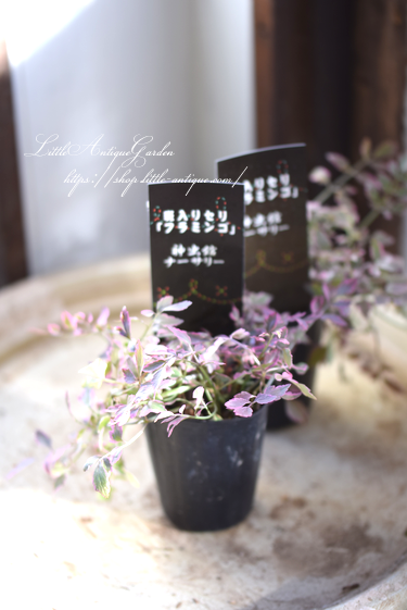 日陰のアクセントに トリカラーの綺麗なセリ フラミンゴ Littleantique Garden リトルアンティーク ガーデン 日陰のアクセントに トリカラーの綺麗なセリ フラミンゴ Littleantique Garden リトルアンティーク ガーデン