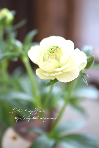 花びらがワックスペーパーのよう 高性ラナンキュラス ラックス ニノス Littleantique Garden リトルアンティーク ガーデン