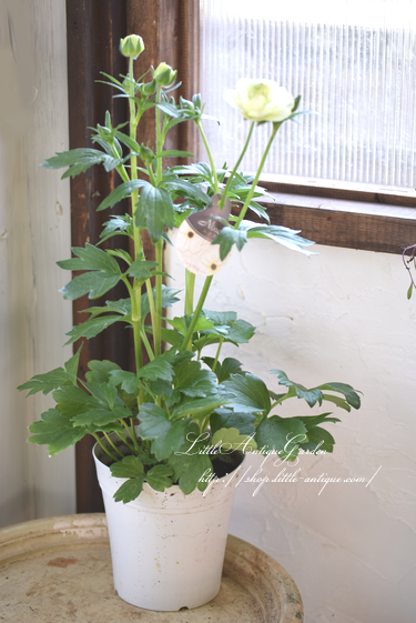 花びらがワックスペーパーのよう 高性ラナンキュラス ラックス ニノス Littleantique Garden リトルアンティーク ガーデン 花びらがワックスペーパーのよう 高性ラナンキュラス ラックス ニノス Littleantique Garden リトルアンティーク ガーデン