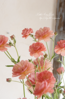 ʥ󥭥饹֥åꥹ<br>äѤʤOK뤵˶ǯ餯ʥ󥭥饹ĤĤβ֤Ӥ♡