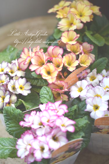プリムラ ジュリアン シルキー Littleantiquegarden リトルアンティークガーデン プリムラ ジュリアン シルキー Littleantiquegarden リトルアンティークガーデン