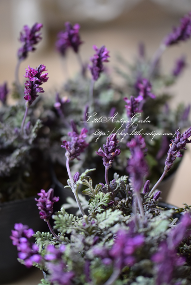 ブラックリーフ レースラベンダー Littleantiquegarden リトルアンティークガーデン