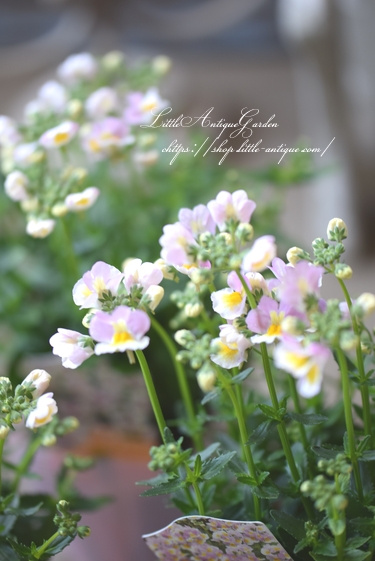ネメシア レモンパイ Littleantique Garden リトルアンティーク ガーデン ネメシア レモンパイ Littleantique Garden リトルアンティーク ガーデン