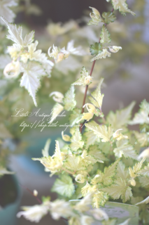 斑入りコゴメウツギ<br>春先は花のような真っ白な芽吹き！