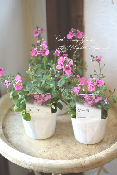 ディアスシア ダーラ ローズ Littleantique Garden リトルアンティーク ガーデン ディアスシア ダーラ ローズ Littleantique Garden リトルアンティーク ガーデン
