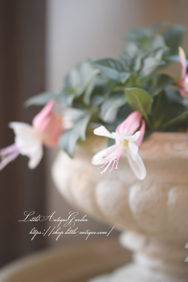 フクシア プーニー ブランカ Littleantiquegarden リトルアンティークガーデン