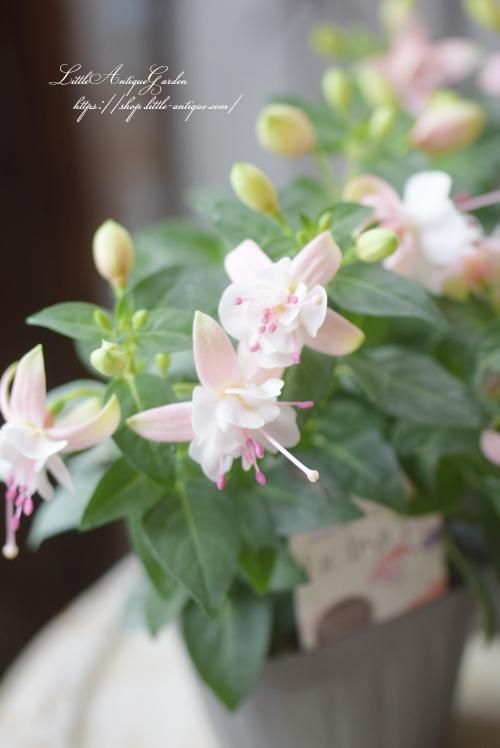 フクシア「プーニー・ブランカ」-LittleAntiqueGarden~リトル フクシア「プーニー・ブランカ」-LittleAntiqueGarden~リトル