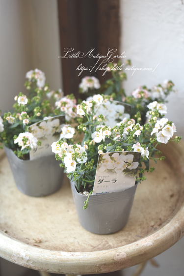ディアスシア ダーラ ライトピンク Littleantiquegarden リトルアンティークガーデン ディアスシア ダーラ ライトピンク Littleantiquegarden リトルアンティークガーデン