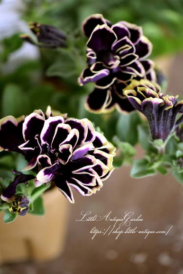 ペチュニア 花衣 黒真珠 Littleantiquegarden リトルアンティークガーデン