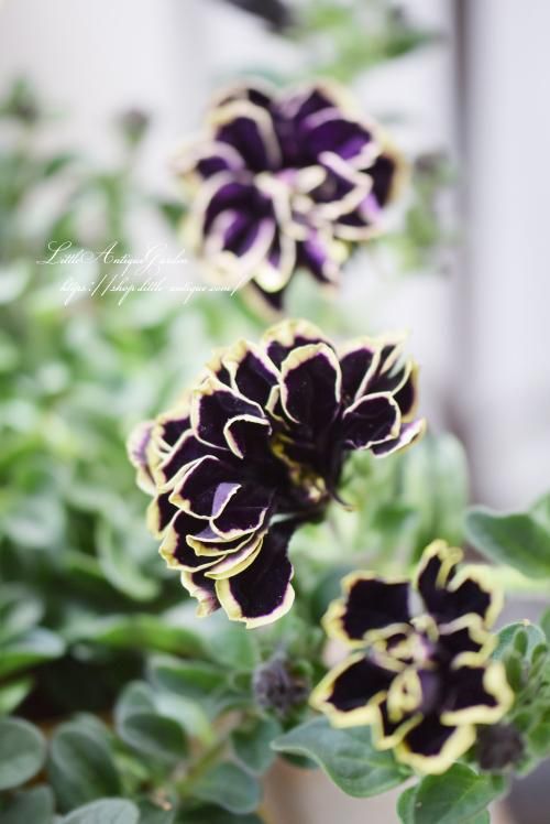 ペチュニア 花衣 黒真珠 Littleantiquegarden リトルアンティークガーデン ペチュニア 花衣 黒真珠 Littleantiquegarden リトルアンティークガーデン