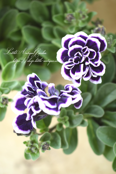 ペチュニア 花衣 藍染 Littleantiquegarden リトルアンティークガーデン ペチュニア 花衣 藍染 Littleantiquegarden リトルアンティークガーデン