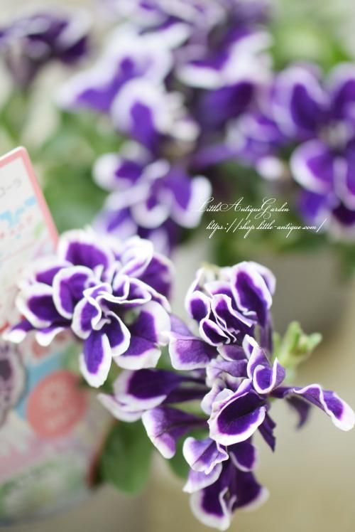 ペチュニア 花衣 藍染 Littleantiquegarden リトルアンティークガーデン ペチュニア 花衣 藍染 Littleantiquegarden リトルアンティークガーデン