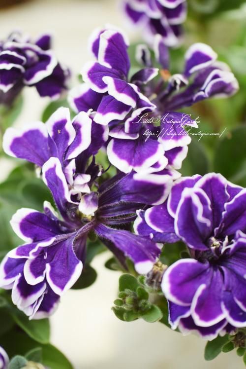 ペチュニア 花衣 藍染 Littleantiquegarden リトルアンティークガーデン ペチュニア 花衣 藍染 Littleantiquegarden リトルアンティークガーデン