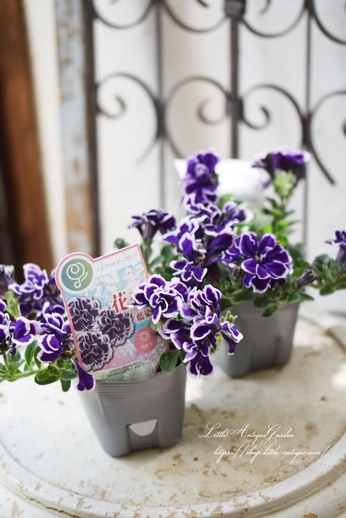 ペチュニア 花衣 藍染 Littleantiquegarden リトルアンティークガーデン ペチュニア 花衣 藍染 Littleantiquegarden リトルアンティークガーデン