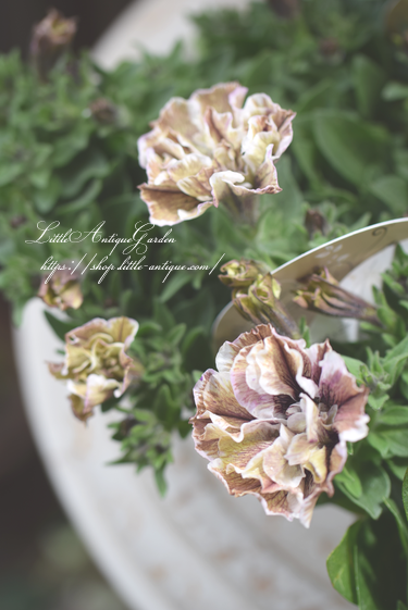 ジュリエット モダンホワイト Littleantiquegarden リトルアンティークガーデン ジュリエット モダンホワイト Littleantiquegarden リトルアンティークガーデン