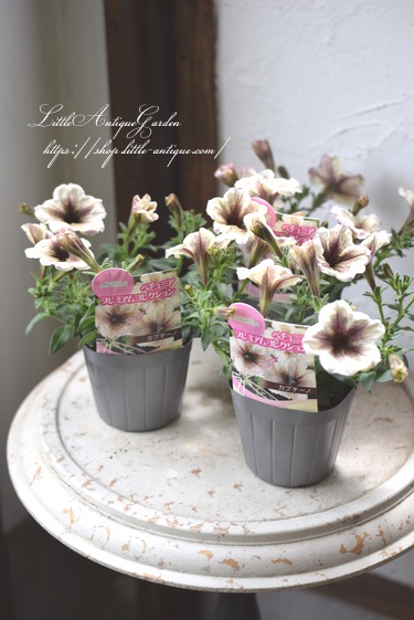 シックな大人カラーm Bのプレミアムペチュニア カプチーノ Littleantiquegarden リトル アンティークガーデン シックな大人カラーm Bのプレミアムペチュニア カプチーノ Littleantiquegarden リトル アンティークガーデン
