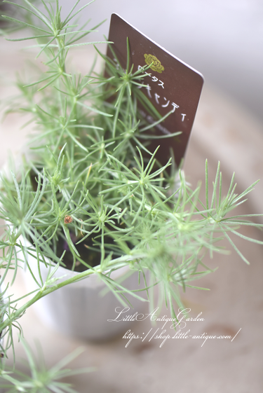 ロータス コットンキャンディ Little Antique Garden リトル アンティークガーデン ロータス コットンキャンディ Little Antique Garden リトル アンティークガーデン