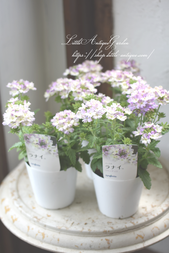 宿根バーベナ ラナイ リモンチェロ Littleantiquegarden リトルアンティークガーデン 宿根バーベナ ラナイ リモンチェロ Littleantiquegarden リトルアンティークガーデン
