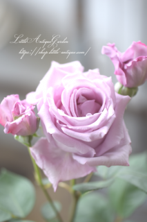 鯡HT֥롼ࡼ<br>ءĥХ♡ᡪ