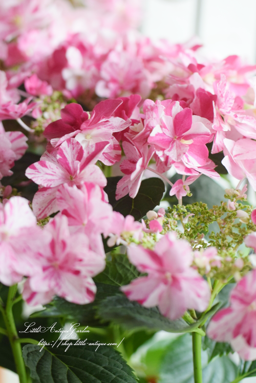 絞りガクアジサイ 衣純千織 ピンク Littleantique Garden リトルアンティーク ガーデン
