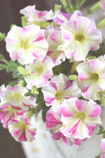 ڥ˥ALOHAOAHUաסߥ륭ԥ󥯡
