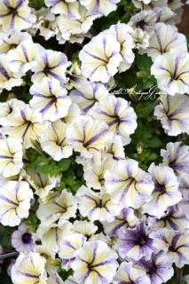 ʼڥ˥쥤˥֥饦No.׿̸ꡪ