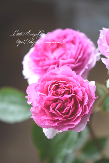 バラ シエラザード Littleantiquegarden リトルアンティークガーデン バラ シエラザード Littleantiquegarden リトルアンティークガーデン
