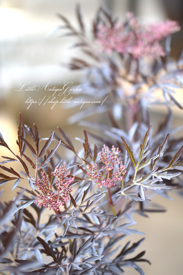エルダーフラワー ブラックレース 西洋ニワトコ Littleantiquegarden リトルアンティークガーデン エルダーフラワー ブラックレース 西洋ニワトコ Littleantiquegarden リトルアンティークガーデン