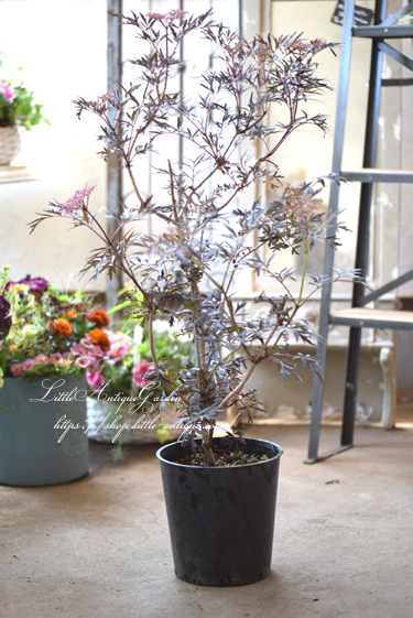 エルダーフラワー ブラックレース 西洋ニワトコ Littleantiquegarden リトルアンティークガーデン エルダーフラワー ブラックレース 西洋ニワトコ Littleantiquegarden リトルアンティークガーデン