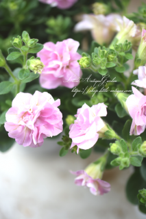 󥪥ꥸʥڥ˥֥󥵥󥫥󡦤Υ