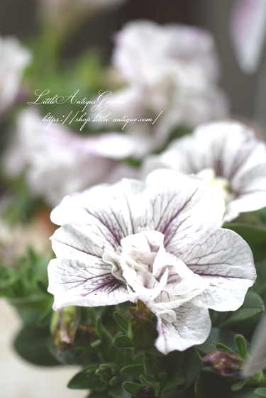 ペチュニアviva ダブルホワイトベイン Littleantiquegarden リトルアンティークガーデン