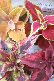 ꥦƿ뤵˶ɤɤ礭ʤޤ