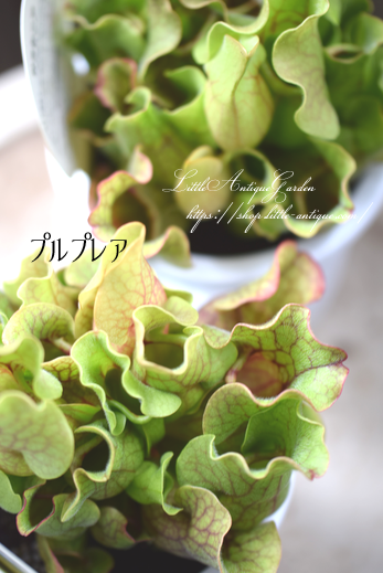 サラセニア各種 Littleantiquegarden リトルアンティークガーデン サラセニア各種 Littleantiquegarden リトルアンティークガーデン