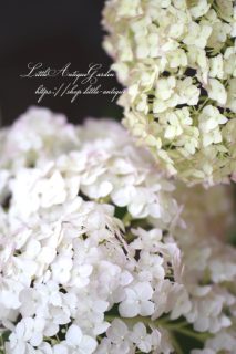 ϥɥ󥸥֥롦ޥ˥ե<br>ʥ٥եܤΤޤޤʼ♡Υ