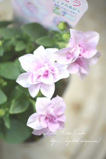 八重咲きペチュニア ピンクバニラ Littleantiquegarden リトルアンティークガーデン