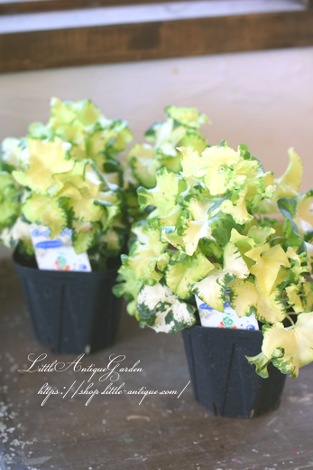 アイビー「ムーンライト」 - LittleAntiqueGarden~リトル アイビー「ムーンライト」 - LittleAntiqueGarden~リトル