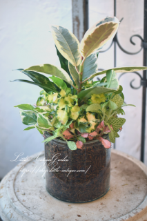LittleAntiqueGardenΰƤ륢󥸥<br>ڤȥ꡼դδմ󤻿<br>ǥ󥮥㥶
