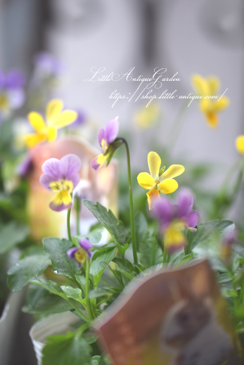 うさぎさんビオラ - LittleAntiqueGarden~リトルアンティーク うさぎさんビオラ - LittleAntiqueGarden~リトルアンティーク