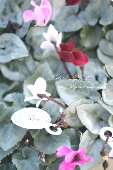 ミニシクラメン シルバービューティ Littleantiquegarden リトルアンティークガーデン ミニシクラメン シルバービューティ Littleantiquegarden リトルアンティークガーデン