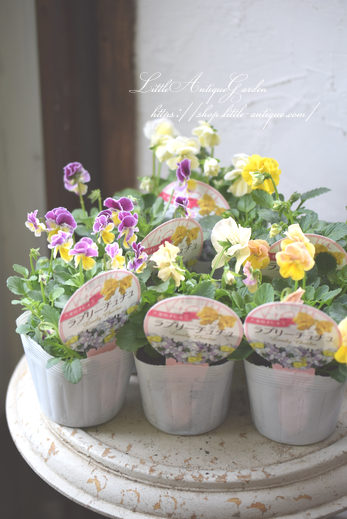 ビオララブリーチュチュ Littleantiquegarden リトルアンティークガーデン ビオララブリーチュチュ Littleantiquegarden リトルアンティークガーデン