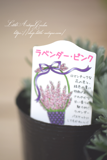 ラベンダーグロッソ ピンク Littleantiquegarden リトルアンティークガーデン