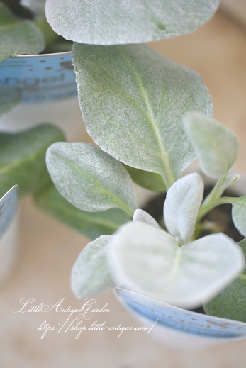 幸せを運ぶ天使の羽 セネシオ エンジェルウィングス Littleantiquegarden リトルアンティークガーデン 幸せを運ぶ天使の羽 セネシオ エンジェルウィングス Littleantiquegarden リトルアンティークガーデン
