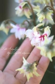 ƥ♡<br>֥ե꡼Хӡ