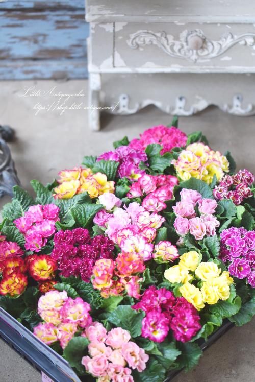 プリムラジュリアン・ベルローサ- LittleAntiqueGarden～リトル