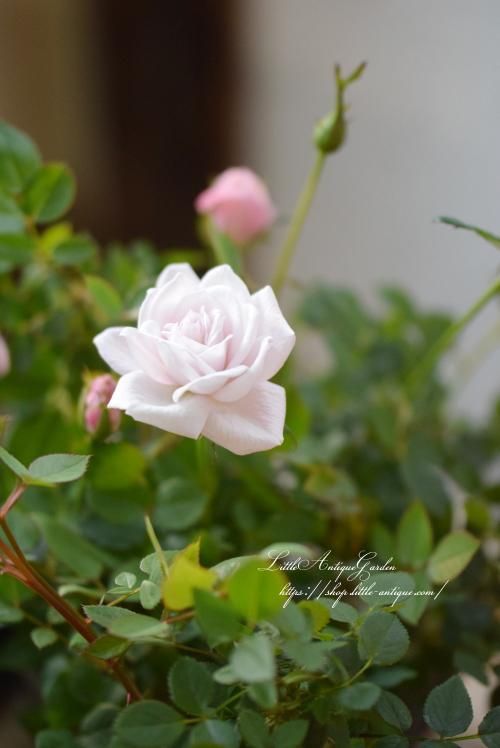 ミニバラ「アイムーン」 - LittleAntiqueGarden～リトル
