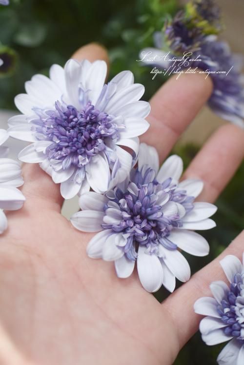 八重咲きオステオスペルマム3Dシリーズ- LittleAntiqueGarden～リトル
